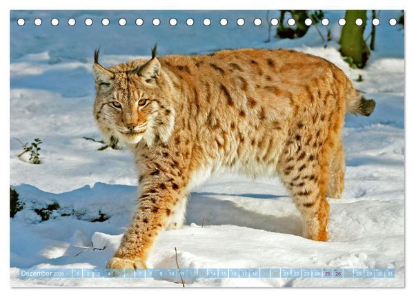 Produktbild: Dem Luchs auf der Spur (Tischkalender 2026 DIN A5 quer), CALVENDO Monatskalender
