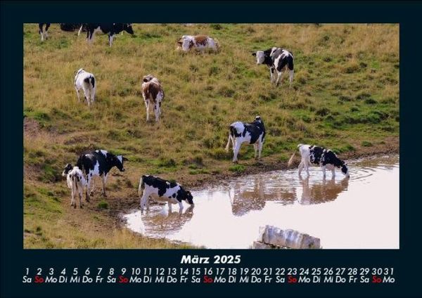 Produktbild: Kuhkalender 2025 Fotokalender DIN A5
