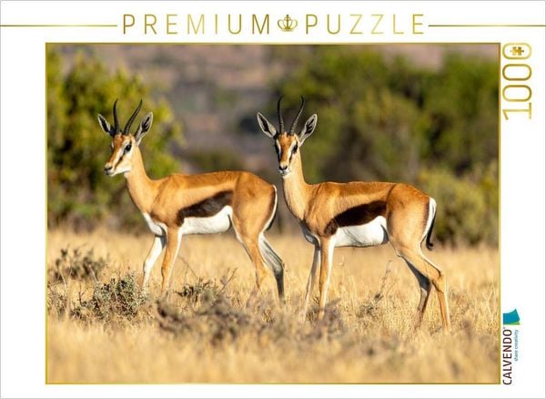 Produktbild: CALVENDO Puzzle Springbock Antilopen in der Savanne | 1000 Teile Lege-Gr&ouml;&szlig;e 64x48cm Foto-Puzzle f&uuml;r gl&uuml;ckliche Stunden