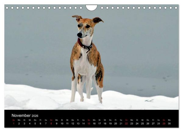 Produktbild: Whippet 2026 (Wandkalender 2026 DIN A4 quer), CALVENDO Monatskalender