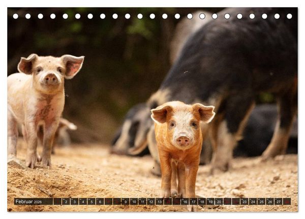 Produktbild: Korsika - s&uuml;&szlig;e, wilde Schweinchen (Tischkalender 2026 DIN A5 quer), CALVENDO Monatskalender