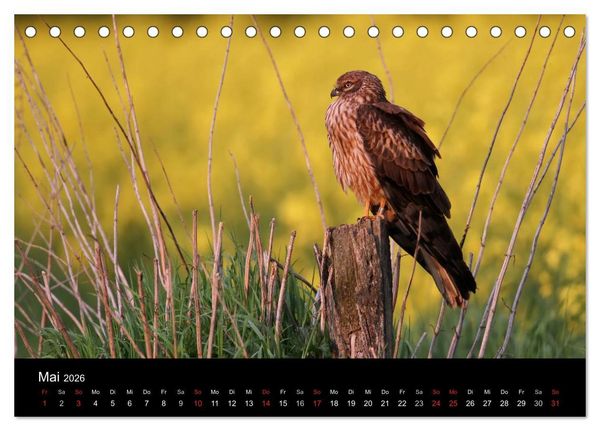 Produktbild: Wiesenweihen in Deutschland (Tischkalender 2026 DIN A5 quer), CALVENDO Monatskalender