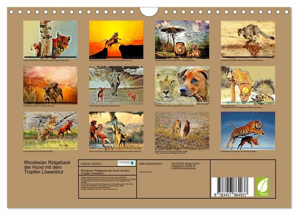 Produktbild: Rhodesian Ridgeback der Hund mit dem Tropfen L&ouml;wenblut (Wandkalender 2026 DIN A4 quer), CALVENDO Monatskalender