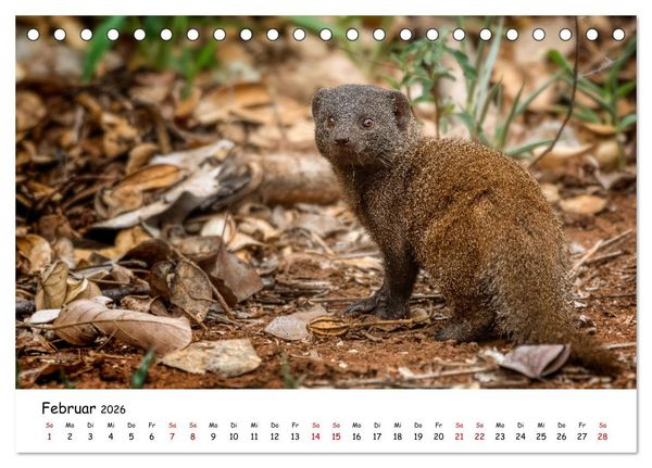 Produktbild: Afrikas kleine Stars (Tischkalender 2026 DIN A5 quer), CALVENDO Monatskalender