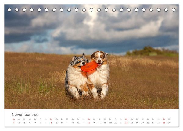 Produktbild: Australian Shepherd 2026 (Tischkalender 2026 DIN A5 quer), CALVENDO Monatskalender