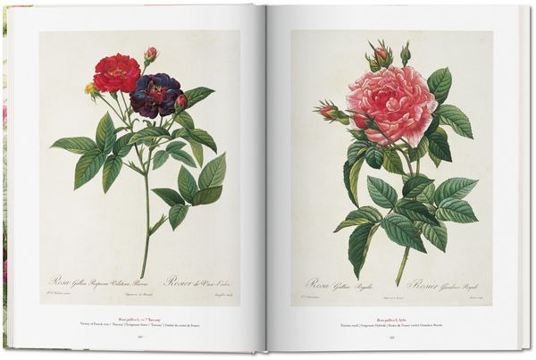 Produktbild: Redout&eacute;. The Book of Flowers