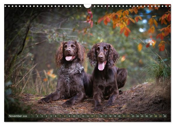 Produktbild: Jagdhund im Portrait - Deutsch Langhaar (Wandkalender 2026 DIN A3 quer), CALVENDO Monatskalender