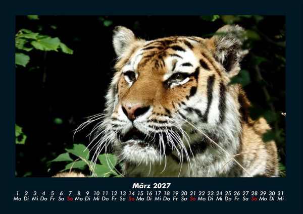 Produktbild: Tiger 2027 Fotokalender DIN A4