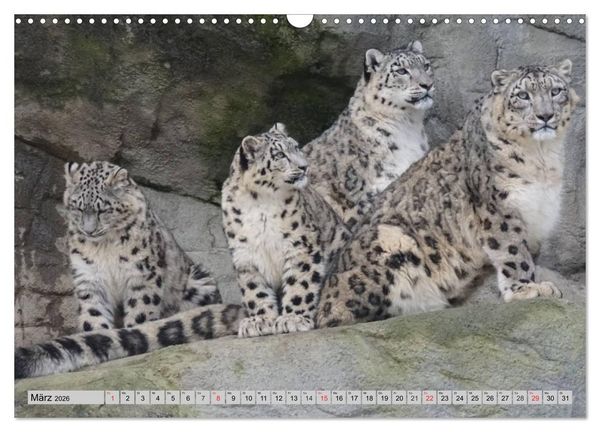 Produktbild: Schneeleoparden. Perfekte Raubkatzen-Sch&ouml;nheiten (Wandkalender 2026 DIN A3 quer), CALVENDO Monatskalender