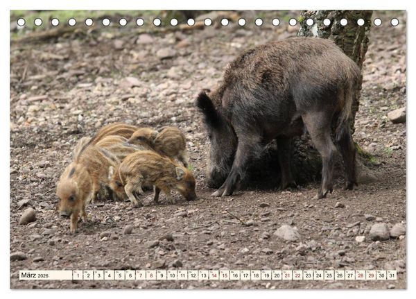 Produktbild: Wildschweine - Tiere aus unseren W&auml;ldern (Tischkalender 2026 DIN A5 quer), CALVENDO Monatskalender