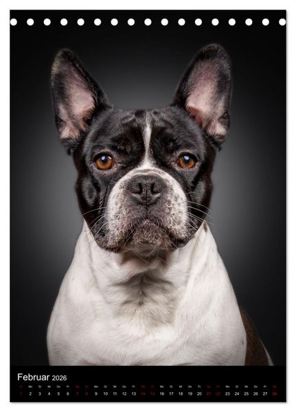 Produktbild: Bullyzauber - Franz&ouml;sische Bulldoggen (Tischkalender 2026 DIN A5 hoch), CALVENDO Monatskalender