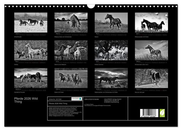 Produktbild: Pferde 2026 Wild Thing (Wandkalender 2026 DIN A3 quer), CALVENDO Monatskalender