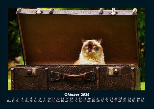 Produktbild: F&uuml;r Katzenfreunde 2026 Fotokalender DIN A4