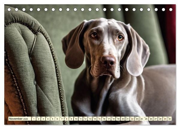 Produktbild: Weimaraner - der ideale Jagdbegleiter (Tischkalender 2026 DIN A5 quer), CALVENDO Monatskalender