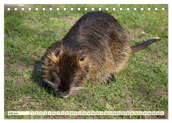 Produktbild: Nutrias Pei&szlig;nitzinsel Halle Saale (Tischkalender 2026 DIN A5 quer), CALVENDO Monatskalender