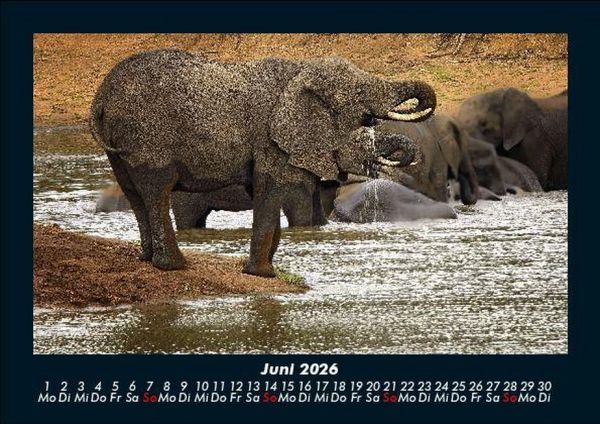 Produktbild: Elefanten - Die sanften Riesen Afrikas 2026 Fotokalender DIN A5