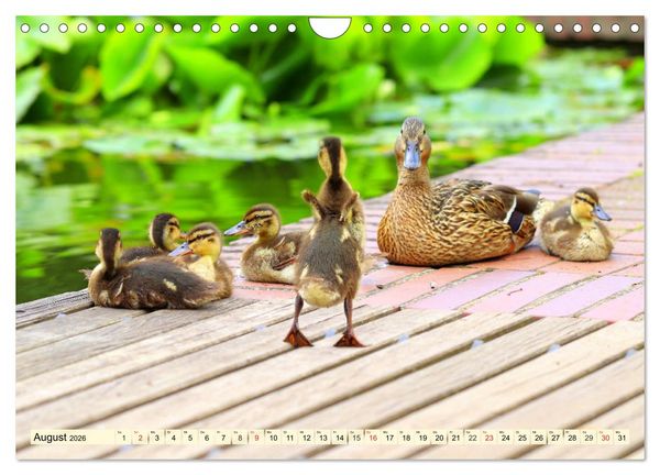 Produktbild: Enten. Beliebt, h&uuml;bsch und imposant (Wandkalender 2026 DIN A4 quer), CALVENDO Monatskalender