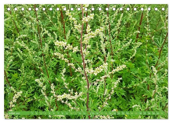Produktbild: Fleurs du jardin aromatique (Calendrier de bureau 2027 DIN A5 vertical), CALVENDO calendrier mensuel