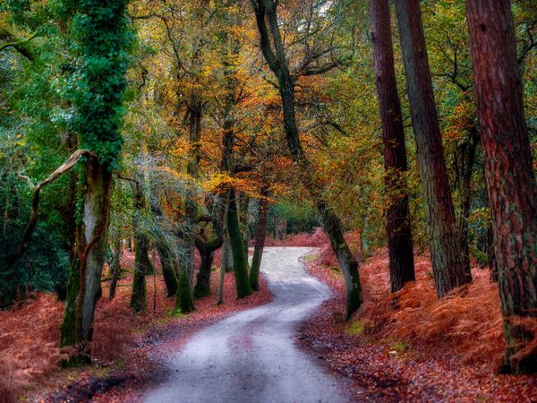 Produktbild: CALVENDO Puzzle Herbstspaziergang | 1000 Teile Lege-Gr&ouml;&szlig;e 64 &times; 48 cm Foto-Puzzle f&uuml;r gl&uuml;ckliche Stunden