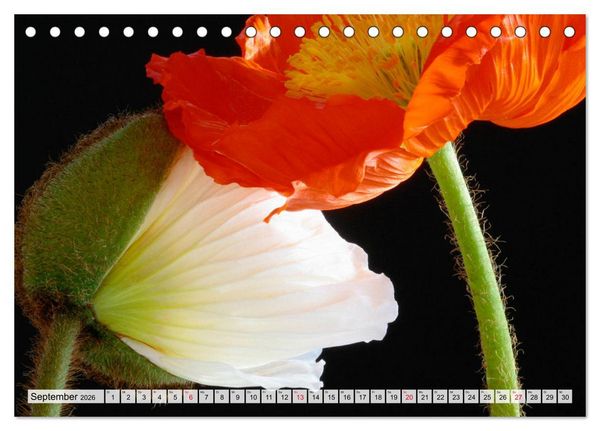 Produktbild: Prachtvolle Mohnbl&uuml;ten (Tischkalender 2026 DIN A5 quer), CALVENDO Monatskalender