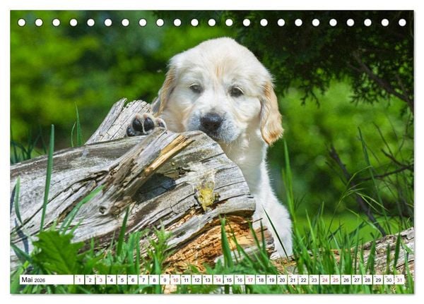 Produktbild: Goldige Herzensbrecher - Golden Retriever Welpen (Tischkalender 2026 DIN A5 quer), CALVENDO Monatskalender