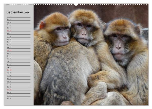 Produktbild: Faszination Affen. Kobolde zum Verlieben (Wandkalender 2026 DIN A2 quer), CALVENDO Monatskalender