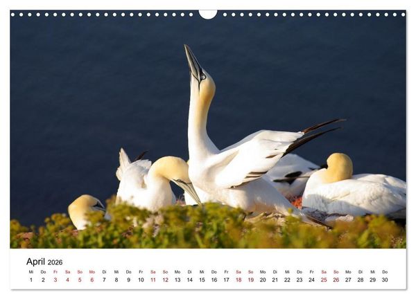 Produktbild: HELGOLAND: Nordseeinsel, sch&ouml;ner Ferienort (Wandkalender 2026 DIN A3 quer), CALVENDO Monatskalender