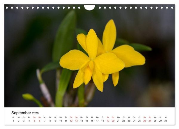 Produktbild: Vielfalt der Orchideen (Wandkalender 2026 DIN A4 quer), CALVENDO Monatskalender