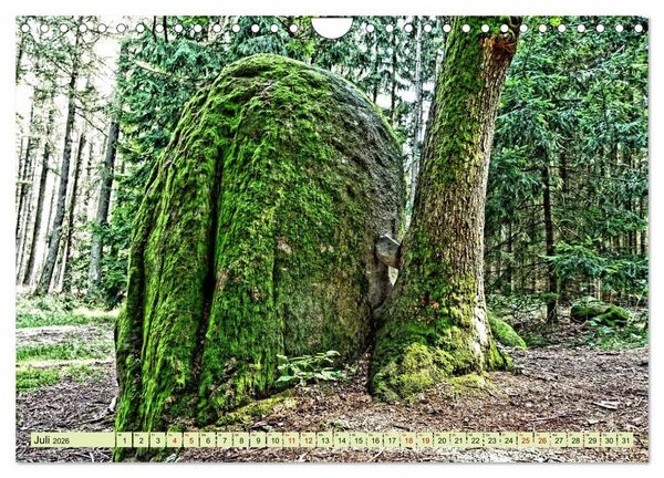 Produktbild: Verwunschene Waldtr&auml;ume: Ein Kalender voller Magie (Wandkalender 2026 DIN A4 quer), CALVENDO Monatskalender