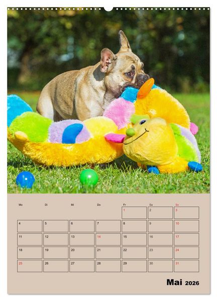 Produktbild: Jahresplaner Franz&ouml;sische Bulldogge (Wandkalender 2026 DIN A2 hoch), CALVENDO Monatskalender