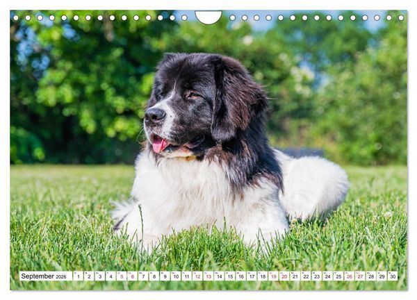 Produktbild: Traumhund Landseer (Wandkalender 2026 DIN A4 quer), CALVENDO Monatskalender