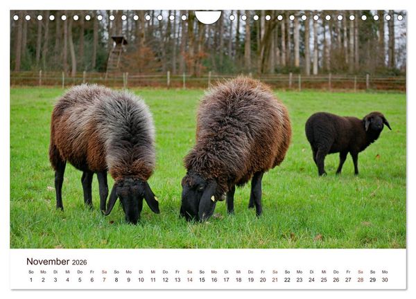 Produktbild: Sch&ouml;ne Schafe (Wandkalender 2026 DIN A4 quer), CALVENDO Monatskalender