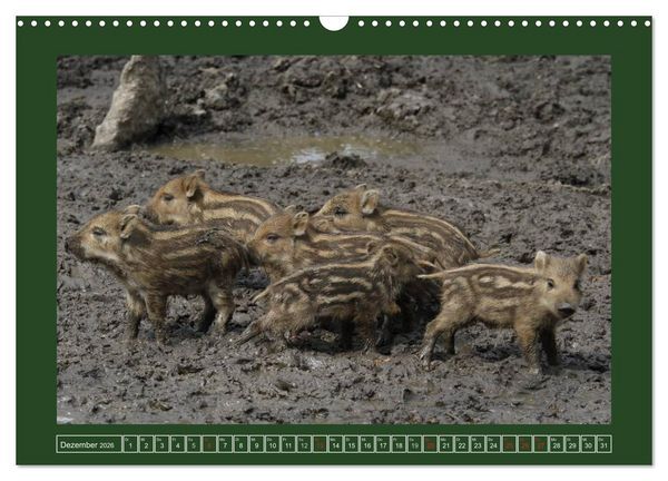 Produktbild: Schweinkram - Die Wildschweine sind los (Wandkalender 2026 DIN A3 quer), CALVENDO Monatskalender