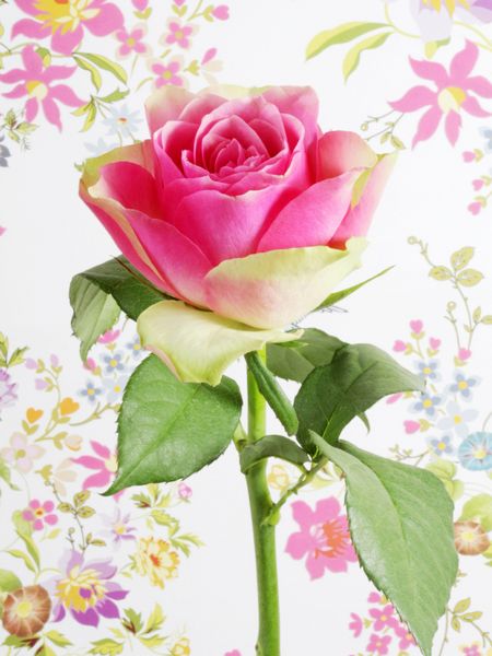 Produktbild: CALVENDO Puzzle Rose | 1000 Teile Lege-Gr&ouml;&szlig;e 64x48cm Foto-Puzzle f&uuml;r gl&uuml;ckliche Stunden