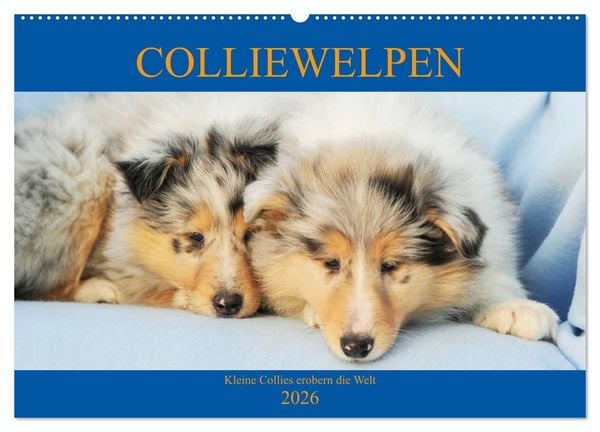 Produktbild: Colliewelpen - kleine Collies erobern die Welt (Wandkalender 2026 DIN A2 quer), CALVENDO Monatskalender