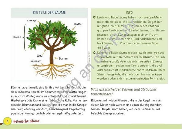 Produktbild: Paket: Heimische B&auml;ume