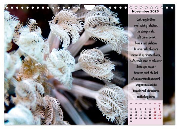 Produktbild: Diving into the Red Sea (Wall Calendar 2026 DIN A4 landscape), CALVENDO 12 Month Wall Calendar