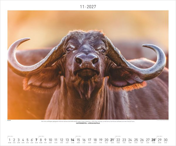 Produktbild: Hautnah - Afrikas Wildnis 2027