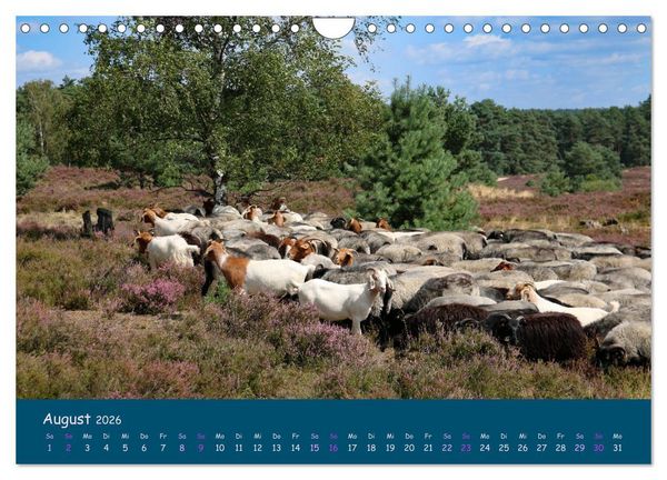 Produktbild: Heidschnucken, die pr&auml;chtigen Schafe der L&uuml;neburger Heide (Wandkalender 2026 DIN A4 quer), CALVENDO Monatskalender