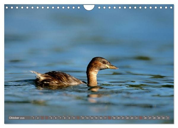 Produktbild: INNE BOTANIK - V&ouml;gel im Ruhrpott (Wandkalender 2026 DIN A4 quer), CALVENDO Monatskalender