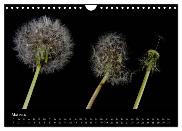 Produktbild: Ver&auml;ndertes (Wandkalender 2026 DIN A4 quer), CALVENDO Monatskalender