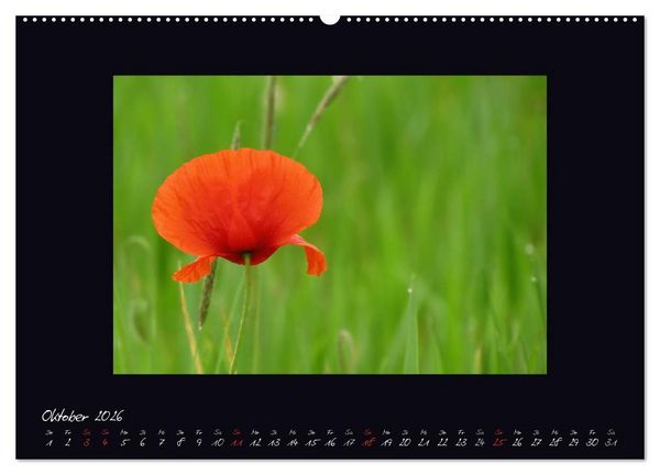 Produktbild: MOHNographie (hochwertiger Premium Wandkalender 2026 DIN A2 quer), Kunstdruck in Hochglanz