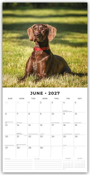 Produktbild: German Shorthaired Pointers &ndash; Deutscher Kurzhaar &ndash; Deutscher Kurzhaariger Vorstehhund 2027 &ndash; 16-Monatskalender