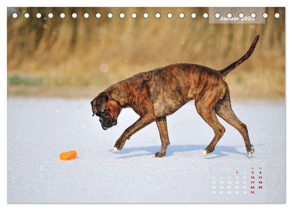 Produktbild: Typisch Boxer (Tischkalender 2026 DIN A5 quer), CALVENDO Monatskalender