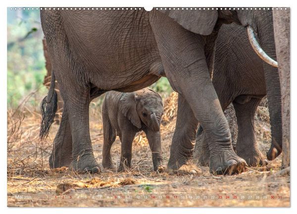 Produktbild: Elefanten in Afrika - Die mit den gro&szlig;en Ohren (hochwertiger Premium Wandkalender 2026 DIN A2 quer), Kunstdruck in Hochglanz