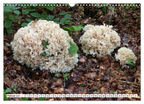 Produktbild: Pilze - tolle Funde (Wandkalender 2027 DIN A3 quer), CALVENDO Monatskalender