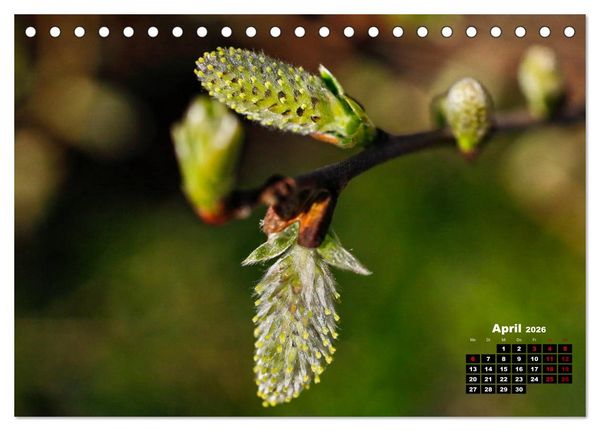 Produktbild: B&auml;ume im Detail (Tischkalender 2026 DIN A5 quer), CALVENDO Monatskalender