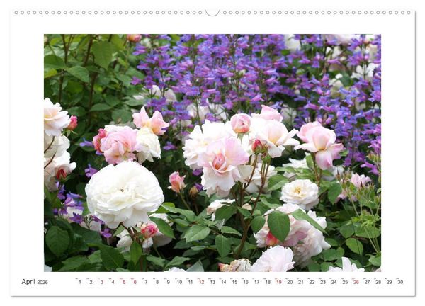 Produktbild: Rosenlust (Wandkalender 2026 DIN A2 quer), CALVENDO Monatskalender