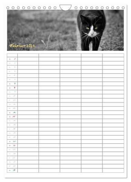 Produktbild: Miezekatzen Planungskalender (Wandkalender 2026 DIN A4 hoch), CALVENDO Monatskalender