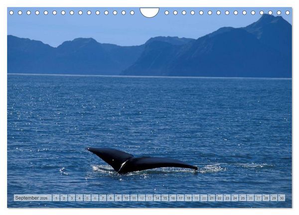 Produktbild: Wildes Alaska Christian Heeb (Wandkalender 2026 DIN A4 quer), CALVENDO Monatskalender